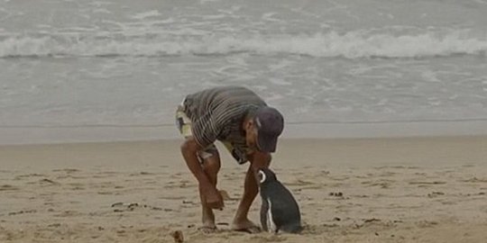 penguin tempuh 8000 km tiap tahun untuk temui penolongnya