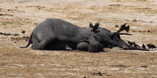 Tak ada luka, Gajah jantan ditemukan tewas di perkebunan sawit