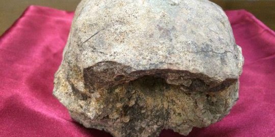 Fosil tengkorak Homo Erectus ditemukan di Sragen
