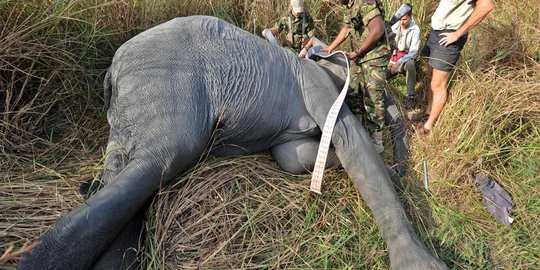 Minim peralatan di Aceh, autopsi Gajah jantan dibawa ke Jakarta