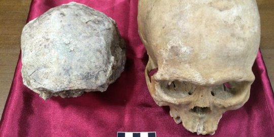 Ini penampakan detail temuan fosil tengkorak Homo Erectus di Sragen