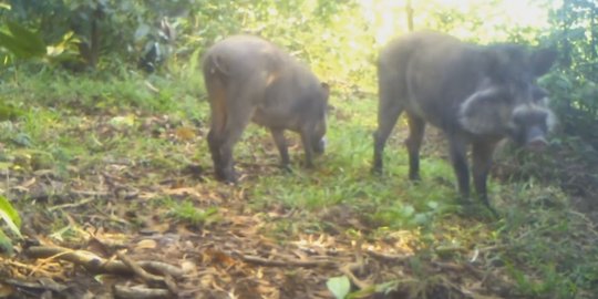 [Video] Spesies babi paling langka ternyata ada di Indonesia!