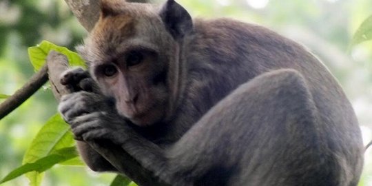 Kawanan kera teror warga Temanggung dan mencuri hasil pertanian