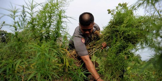 Polisi temukan ladang ganja seluas 5 hektare di Mandailing Natal