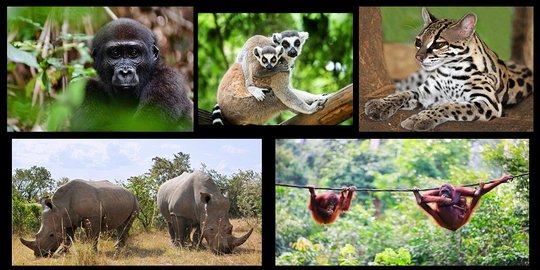 Hewan punah akibat rusaknya habitat, mungkin nggak sih?