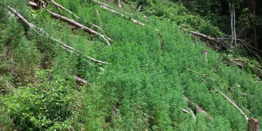 Penemuan 5 hektare ladang ganja di Mandailing Natal