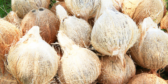 Pengusaha desak pemerintah tekan ekspor kelapa