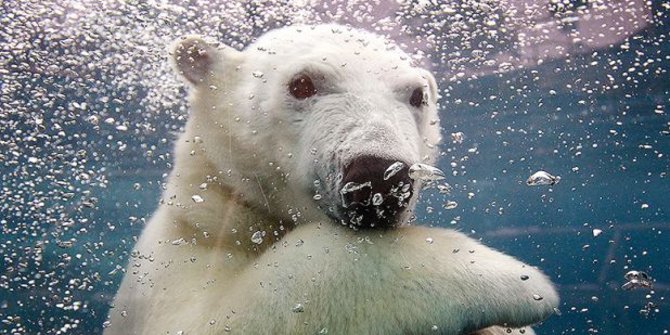 6 Binatang  laut  yang terancam punah  karena perubahan iklim 