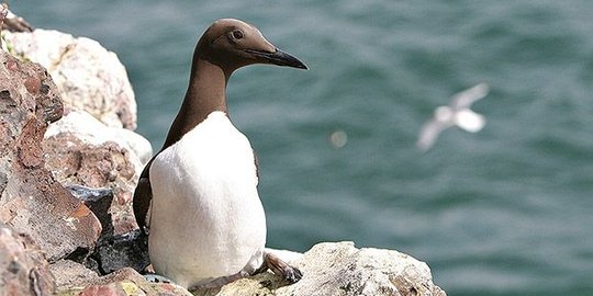 di laut utara inggris rev1