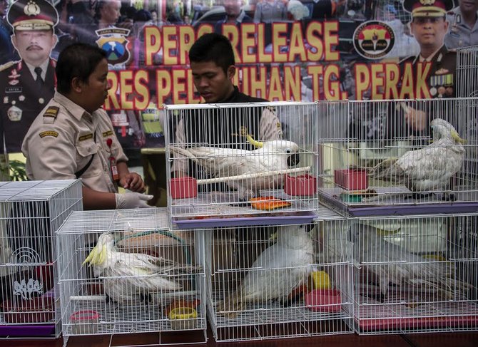 polisi gagalkan penyelundupan satwa di surabaya