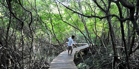 Jalan-jalan menelusuri keasrian hutan bakau di Denpasar