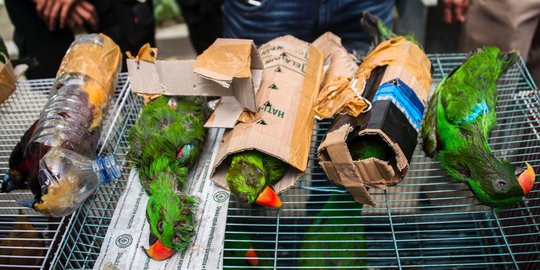 Nasib miris burung langka Papua diselundupkan di dalam botol