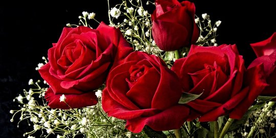 Belajar banyak tentang tumbuhan dikotil dan famili di