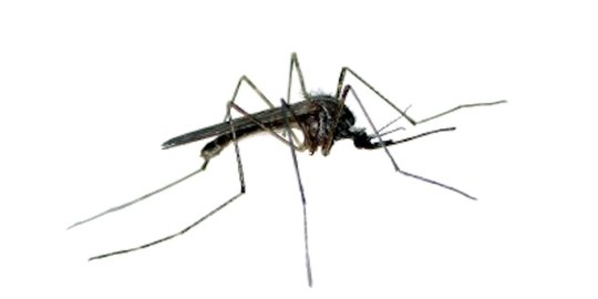 Cegah penyakit malaria dengan melakukan tips ini