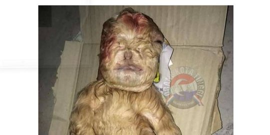 64 Gambar Babi Berwajah Manusia HD 64 Gambar Babi Berwajah Manusia HD