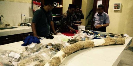 Fosil gading gajah raksasa ditemukan di Grobogan