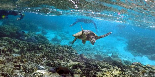 Struktur tubuh hewan penyusun terumbu karang Porifera, seperti apa?