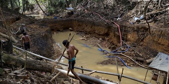 Meratapi kondisi Hutan Amazon rusak akibat keserakahan manusia