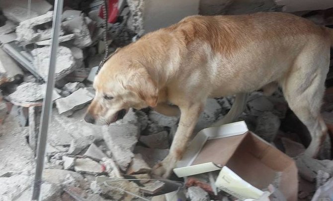 dayko anjing penyelamat ekuador