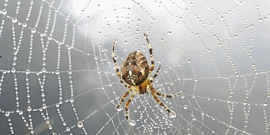 Mengapa laba-laba cenderung membuat sarangnya menghadap ke selatan?