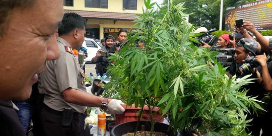 Bibit ganja di apartemen Pluit dari Vietnam, disinari ultra violet