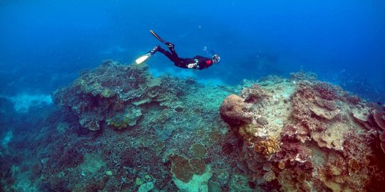 Cari tahu tentang salah satu kelas Porifera, hewan spons Calcarea