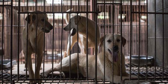 Sadis, ribuan anjing di Korea Selatan ini akan dijadikan makanan