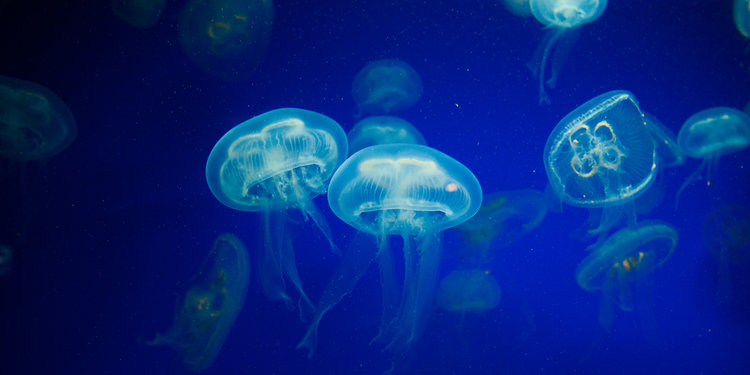 4400 Koleksi Contoh Gambar Hewan Cnidaria HD