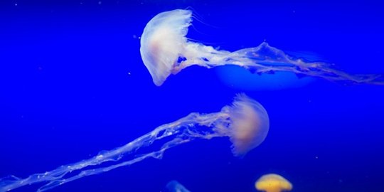 Laut makin cantik dengan kelompok hewan  Scyphozoa 