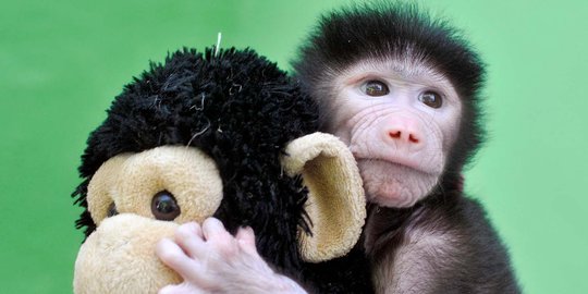 Wajah gemas bayi babun di India saat bermain boneka