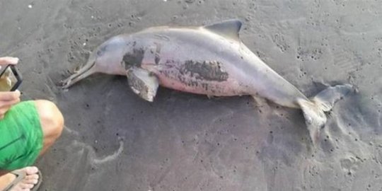 Diduga lumba-lumba mati di teluk Balikpapan karena anomali cuaca