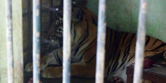 Jatah makan dikorupsi petugas, harimau Gembira Loka jadi makin galak