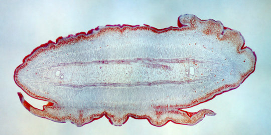 Belajar tentang cara berkembang biak cacing pipih (Plathyhelminthes)