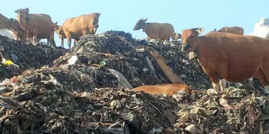 Temuan mengerikan impor kulit sapi untuk bahan makanan