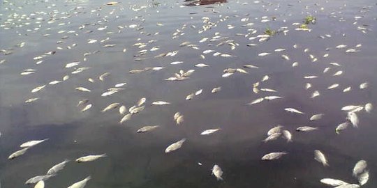 Ratusan ton ikan di Danau Toba mati akibat kekurangan 