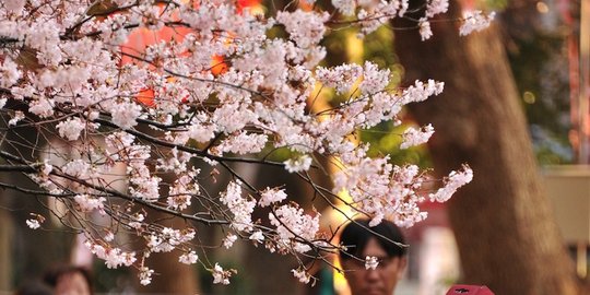 Fakta-fakta menarik di balik si cantik bunga sakura