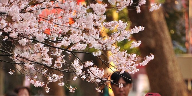 Fakta Menarik Balik Cantik Bunga Sakura Merdeka Gambar