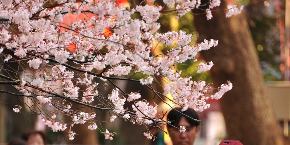 Fakta Fakta Menarik Di Balik Si Cantik Bunga Sakura Merdeka Com