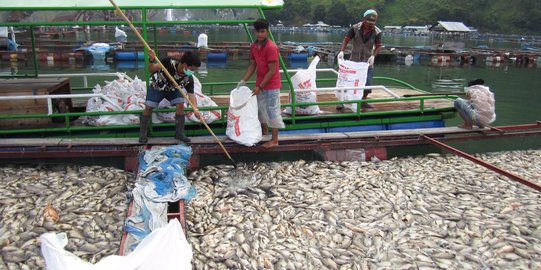 1.000 ton ikan mati mendadak, petani rugi puluhan miliar