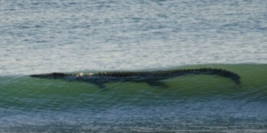 Buaya Raksasa Teror Pantai Lampung Wisatawan Diminta