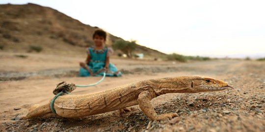 Melihat lebih dekat perburuan biawak di gurun pasir Arab Saudi