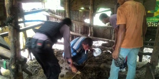 Hendak beri makan sapi, Azam tewas karena ledakan granat