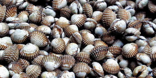 Yuk belajar tentang hewan lunak (Mollusca) yang bercangkang