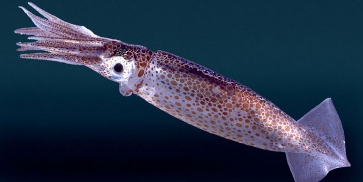 95 Gambar Hewan Mollusca Beserta Namanya Terbaik