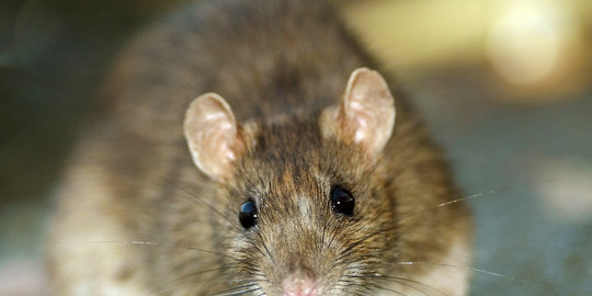 dimakan tikus saat ibunya ke pesta rev2