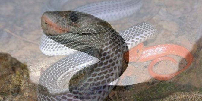 Mengungkap legenda ular  pemakan manusia dari Kalimantan 
