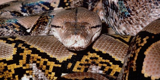 Mengungkap Legenda Ular Pemakan Manusia Dari Kalimantan