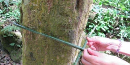 Misterius, Batang Pohon di Daerah Ini Tumbuh Mengotak