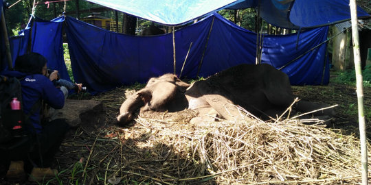 Yani, gajah di Kebun Binatang Bandung kini sedang sekarat