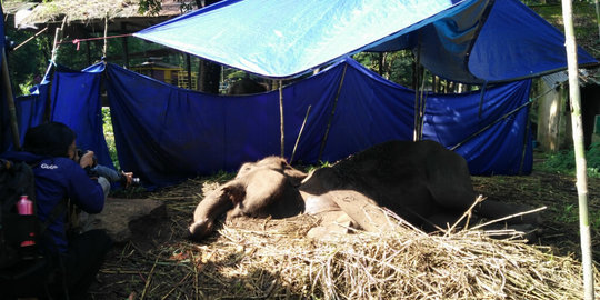 Gajah Yani sekarat, Ridwan Kamil kecewa pada Kebun Binatang Bandung